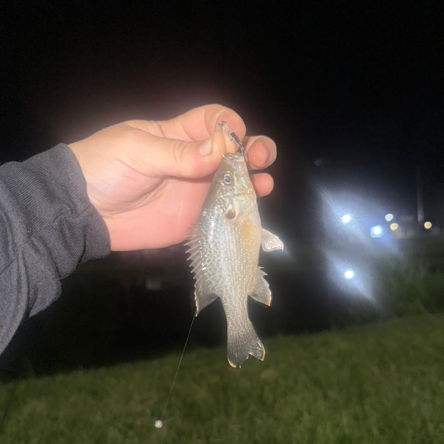 The most recent Spangled perch catches on Fishbrain