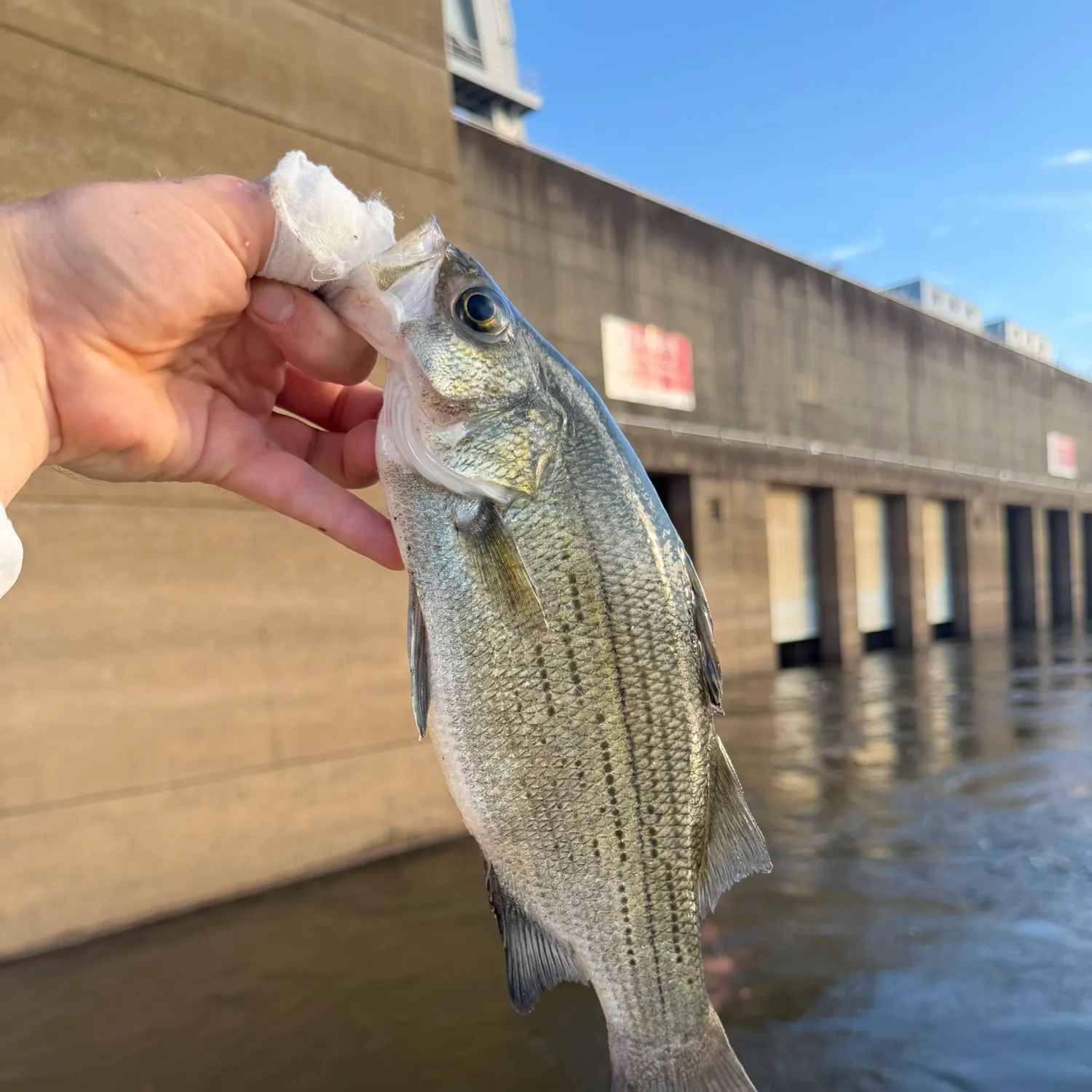 White bass caught on Fishbrain