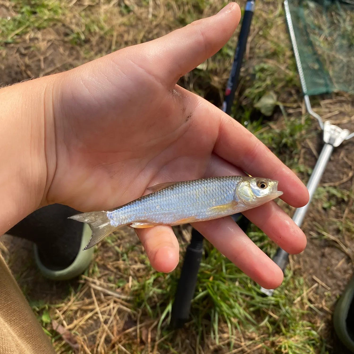 European chub caught on Fishbrain