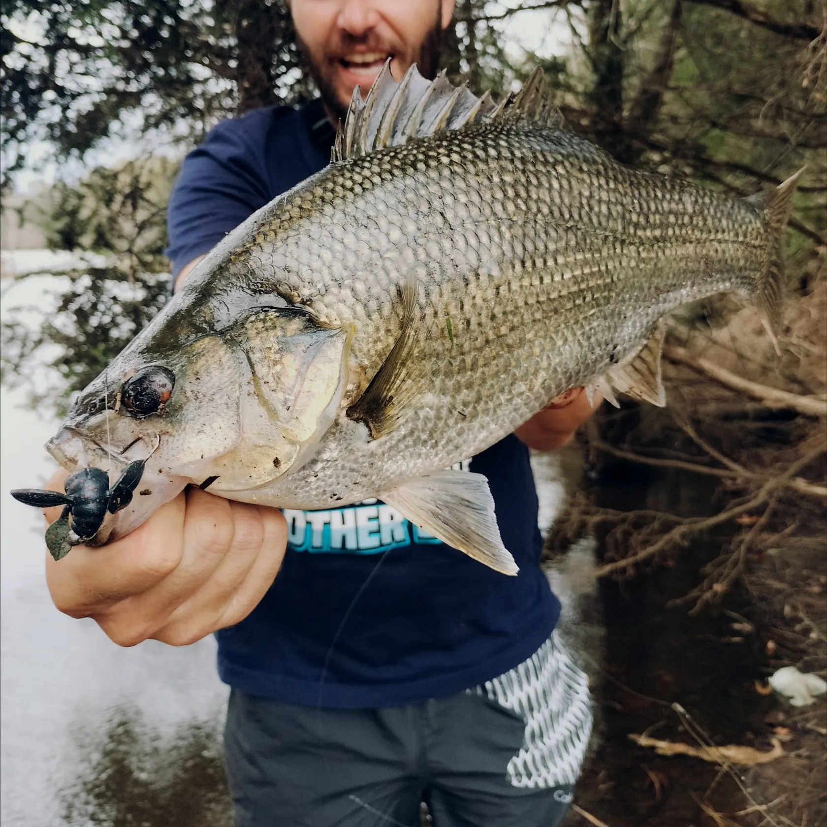 The most recent Australian bass catches on Fishbrain