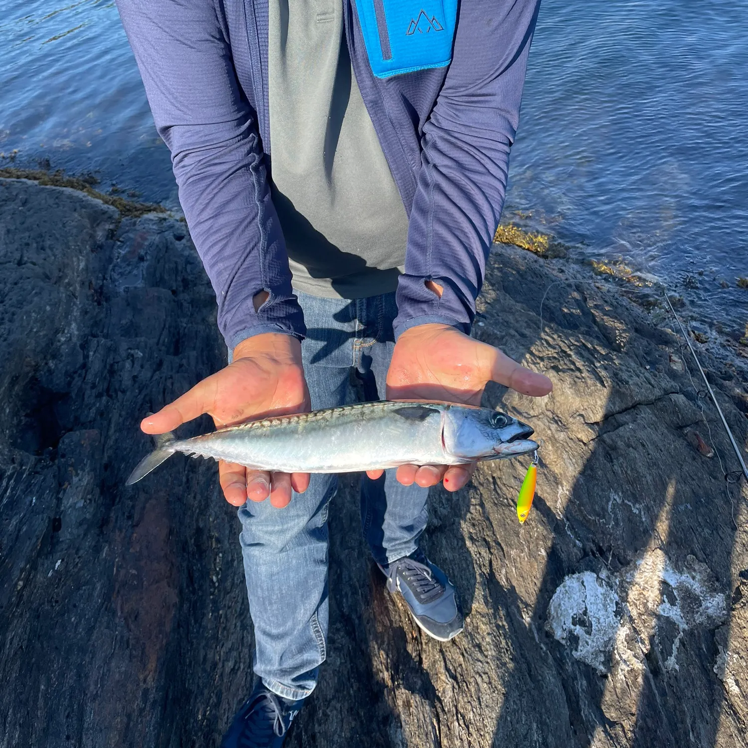 Atlantic mackerel caught on Fishbrain