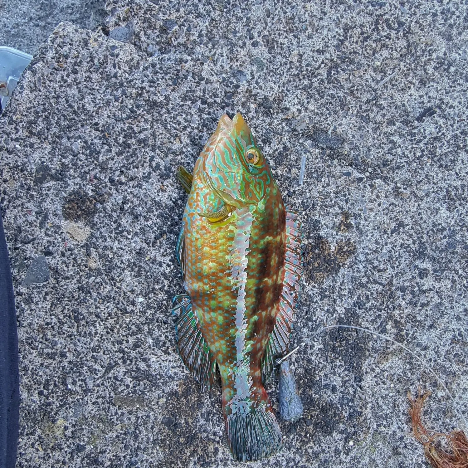 The most recent Corkwing wrasse catches on Fishbrain
