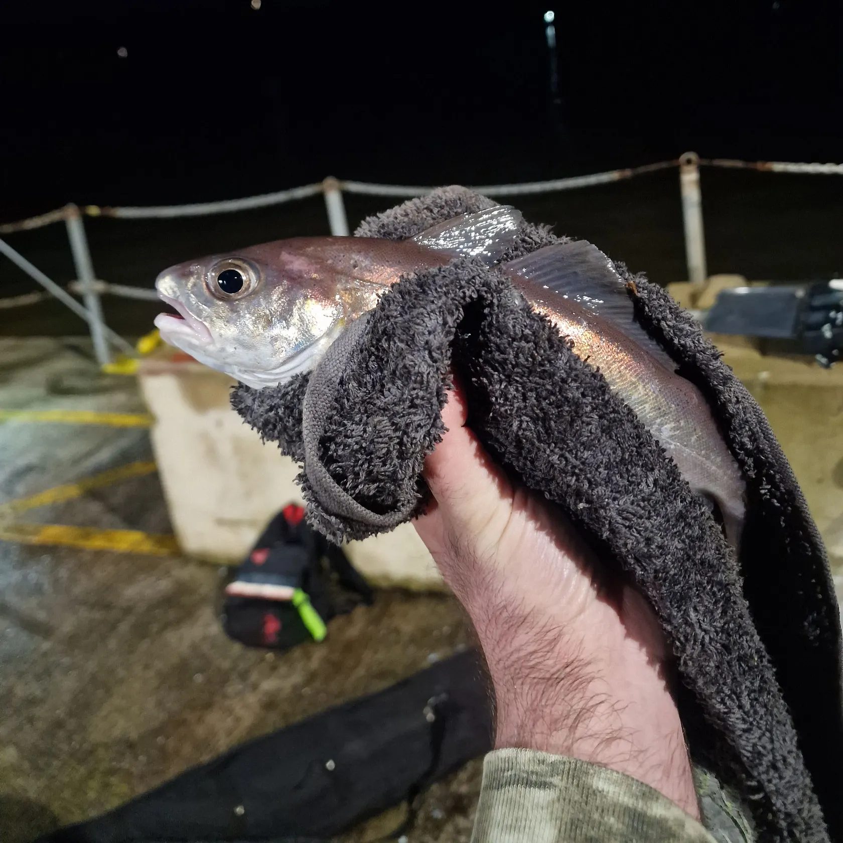 The most recent Pouting catches on Fishbrain