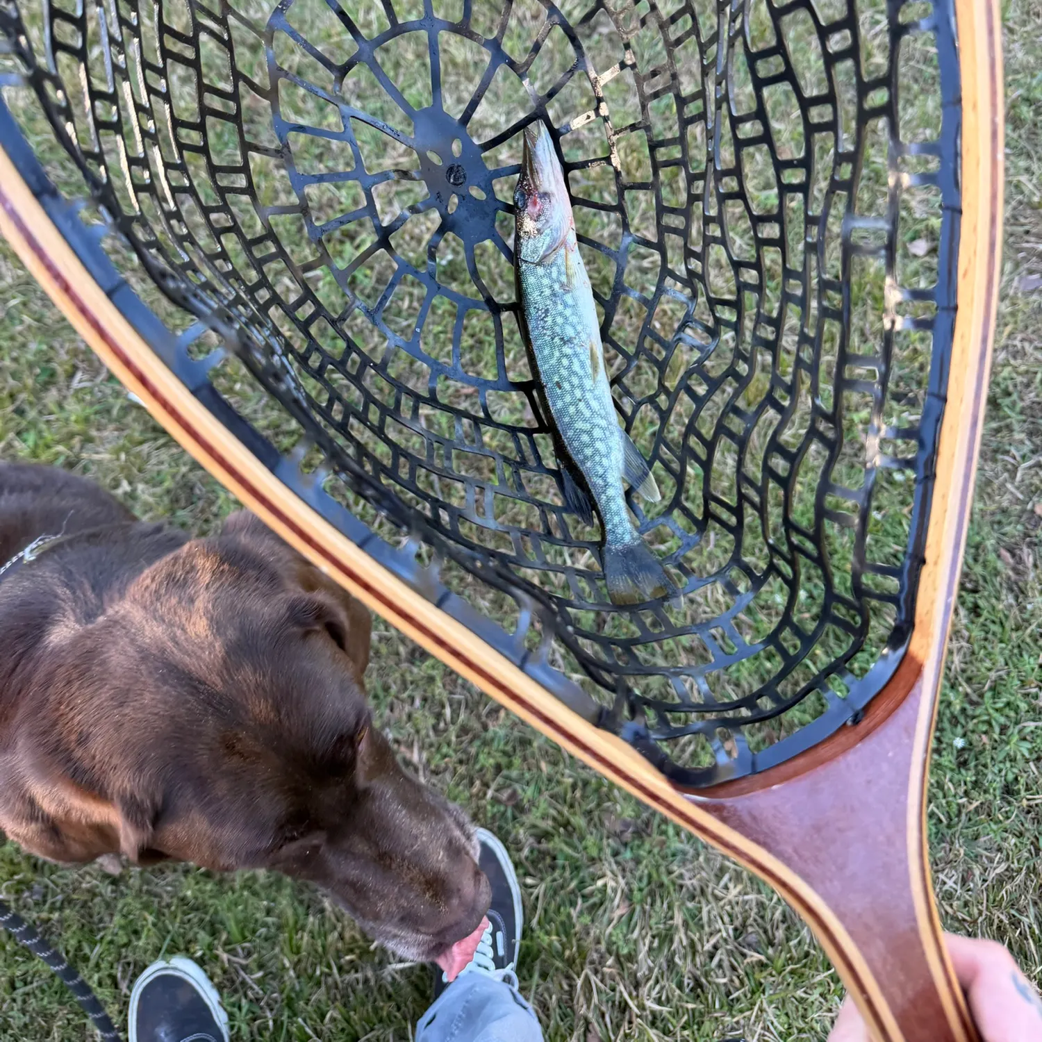Chain pickerel caught on Fishbrain
