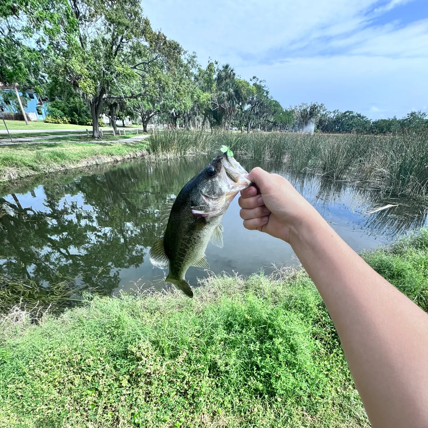Largemouth bass caught on Fishbrain