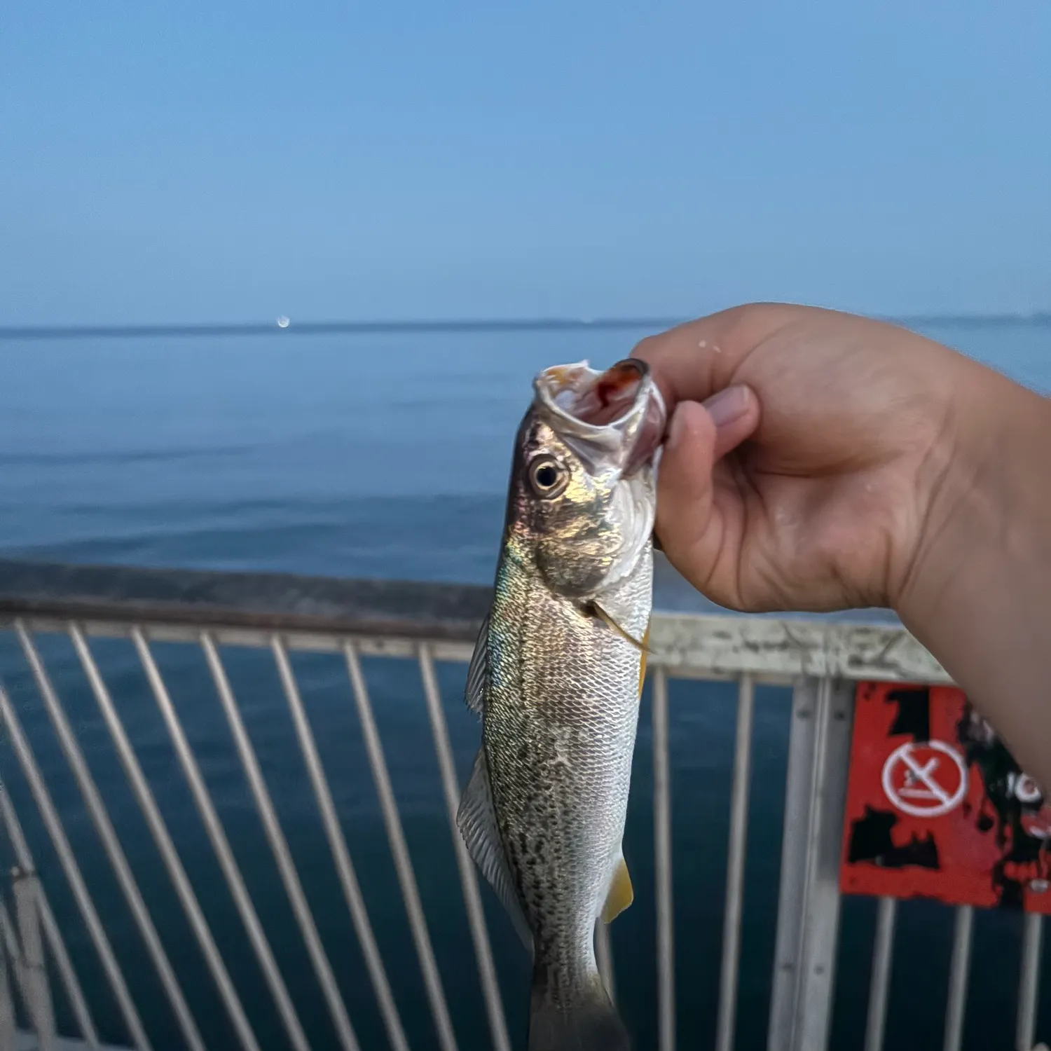 The most recent Gray weakfish catches on Fishbrain