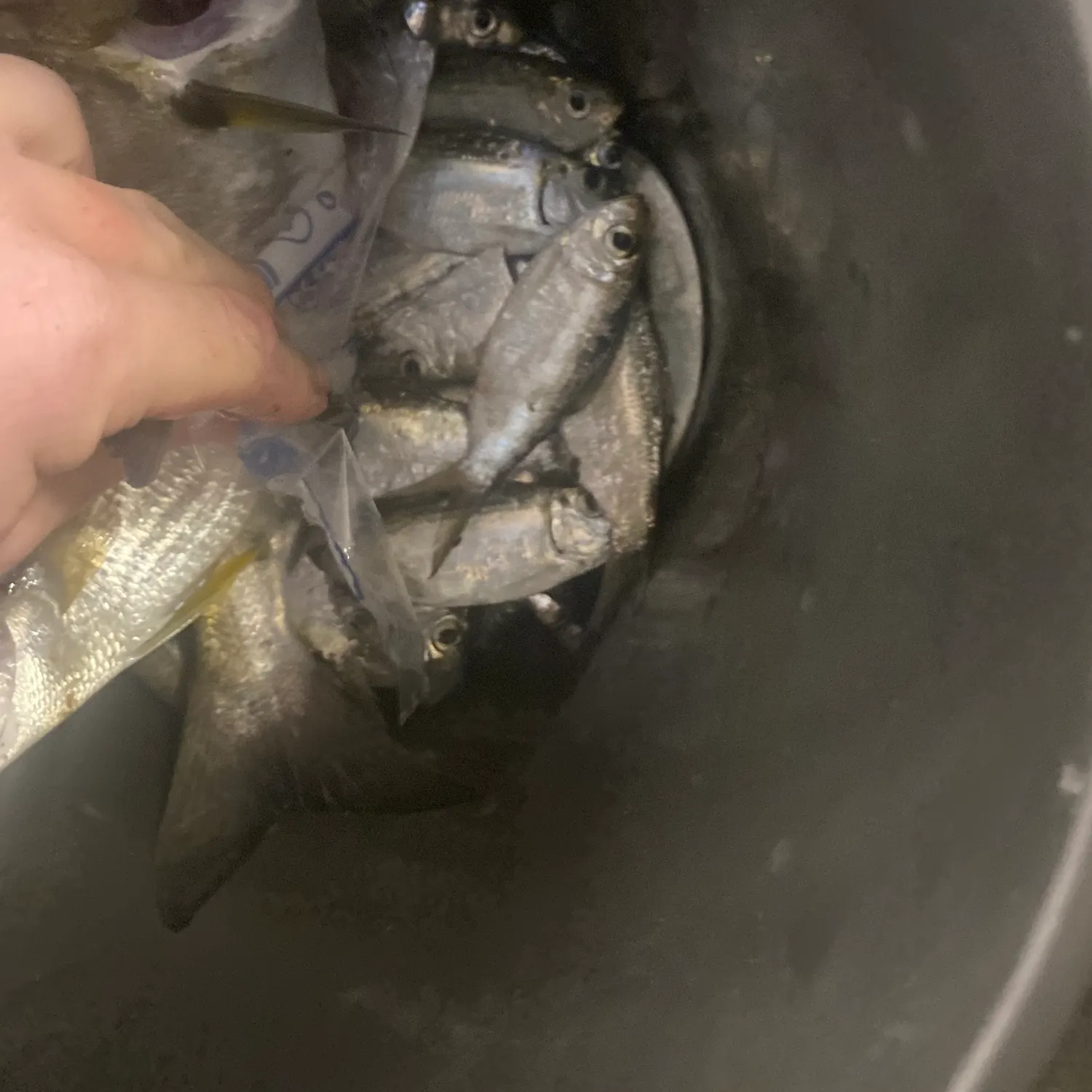 The most recent Castelnau's herring catches on Fishbrain