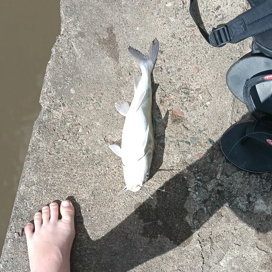 The most recent Blue salmon catfish catches on Fishbrain
