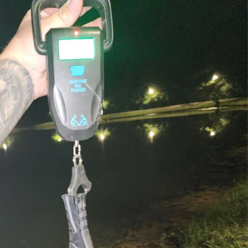 Channel catfish caught on Fishbrain