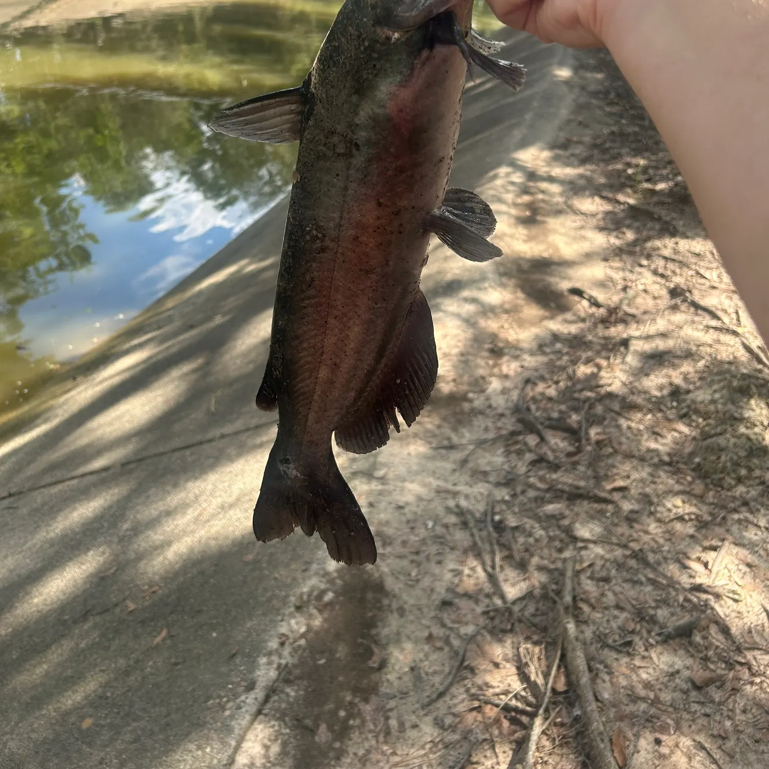 Channel catfish caught on Fishbrain