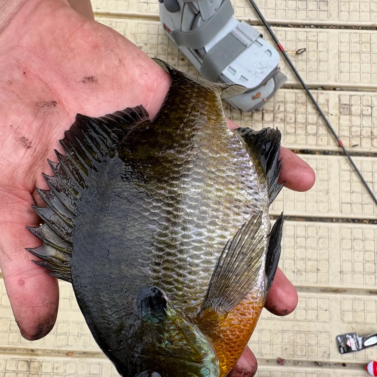 catch