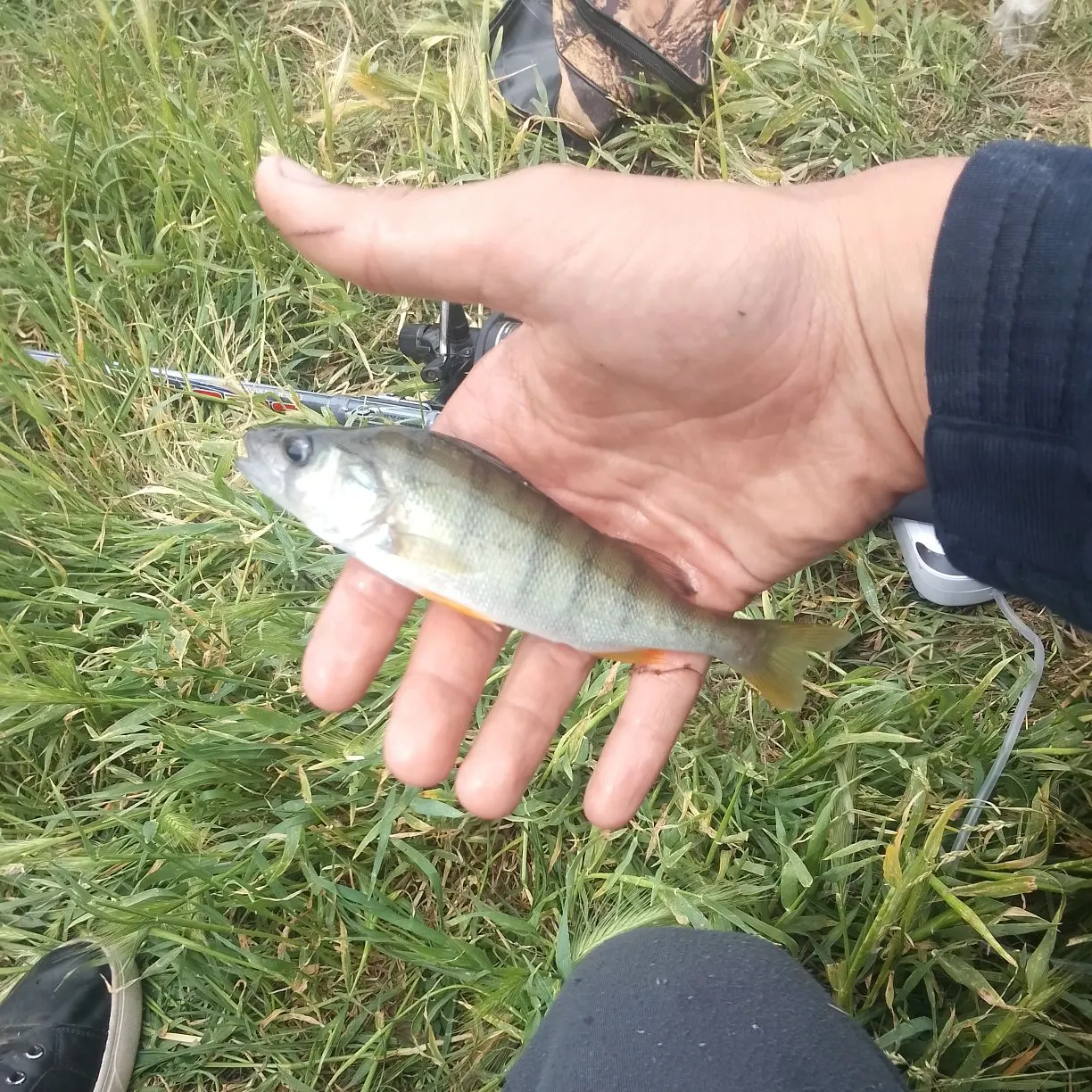 Fish caught on Fishbrain