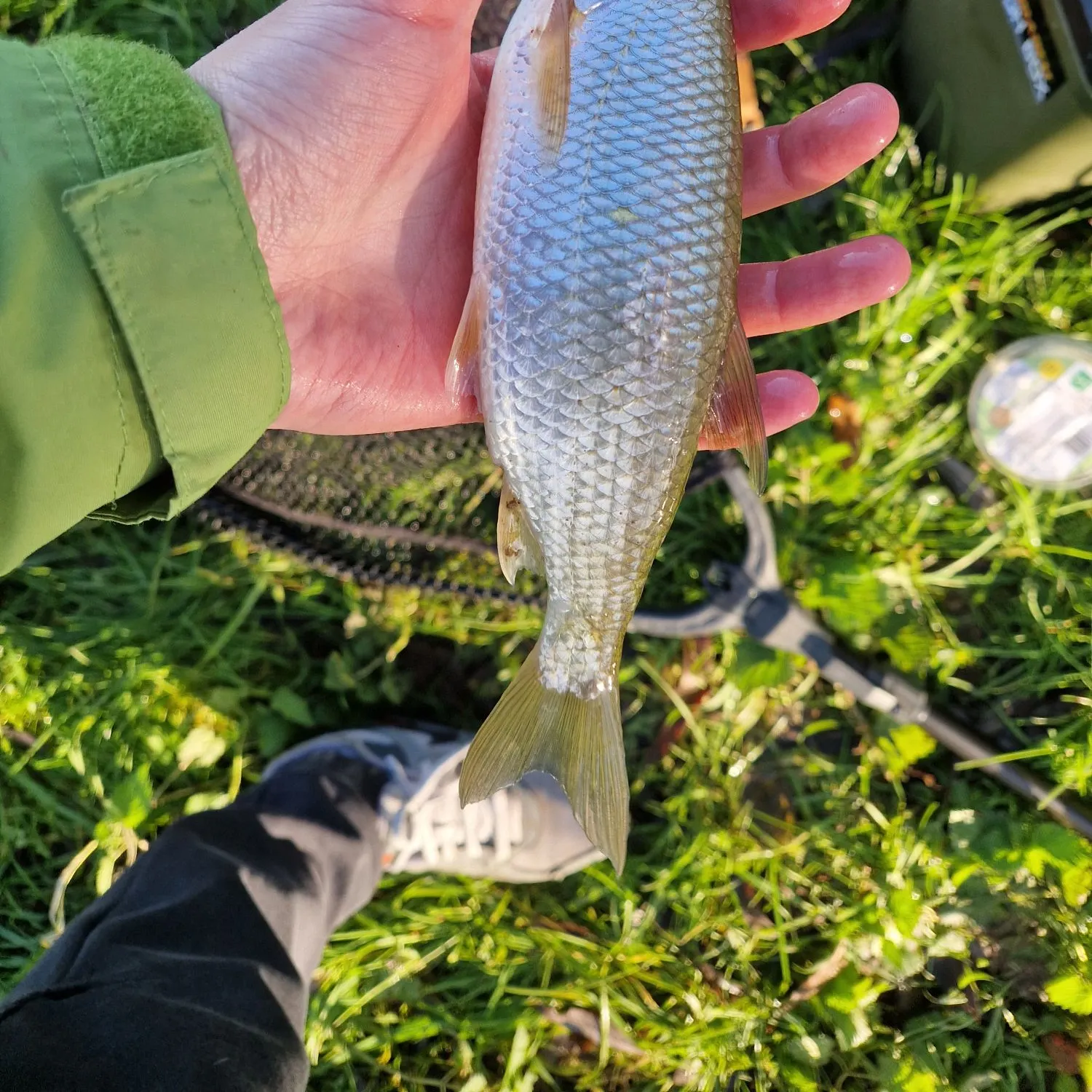 The most recent Common dace catches on Fishbrain