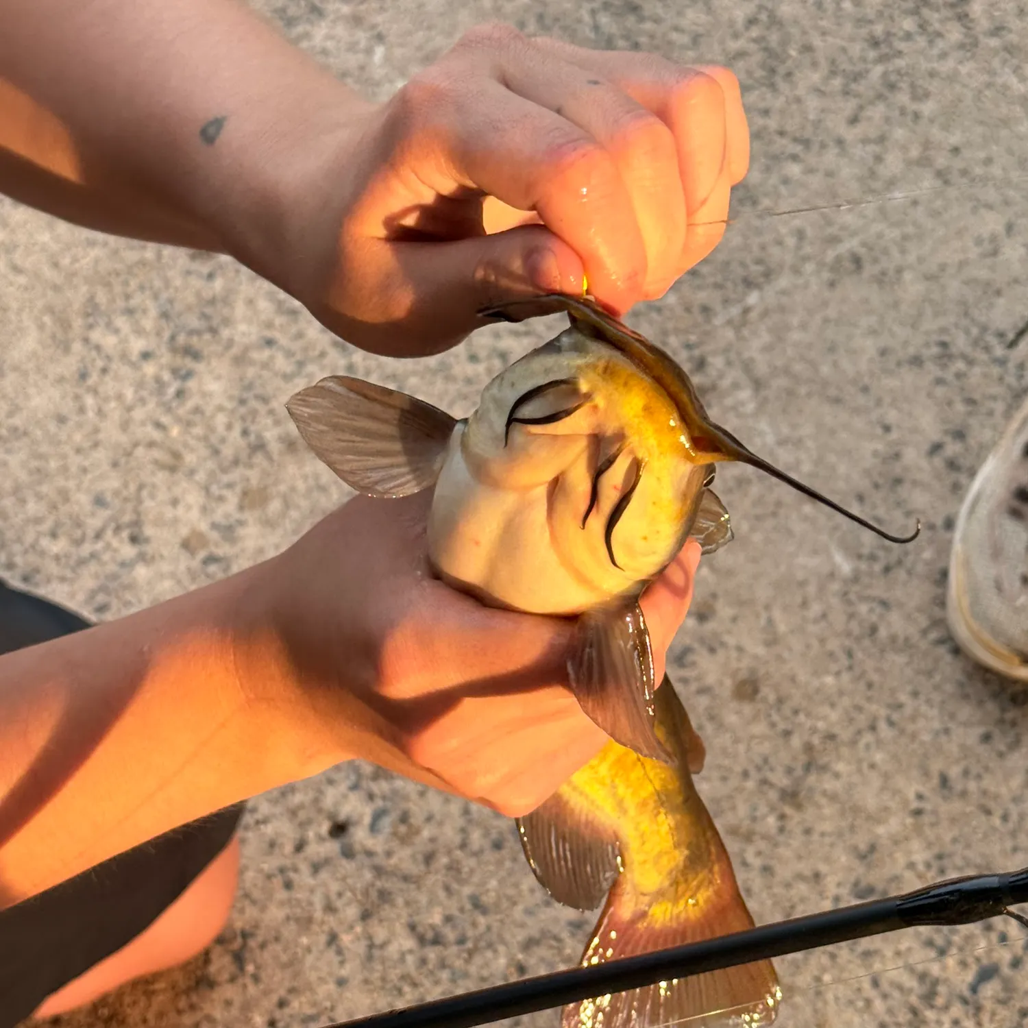 recently logged catches