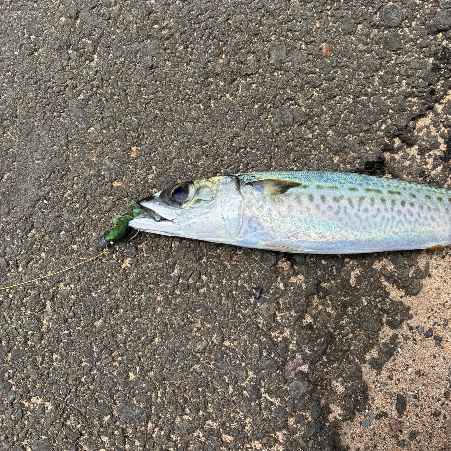 The most recent Pacific chub mackerel catches on Fishbrain