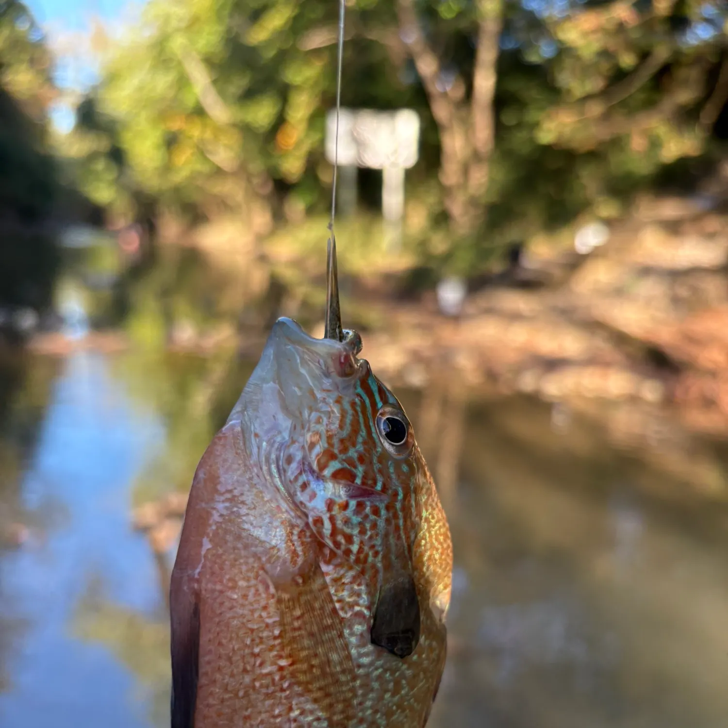 Longear sunfish caught on Fishbrain