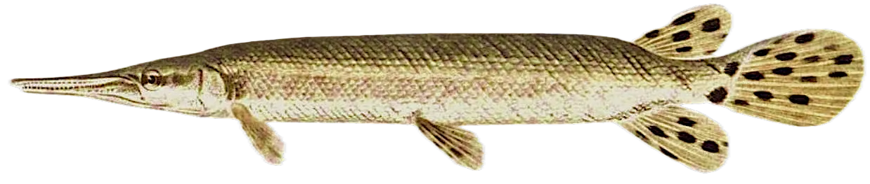 Shortnose gar