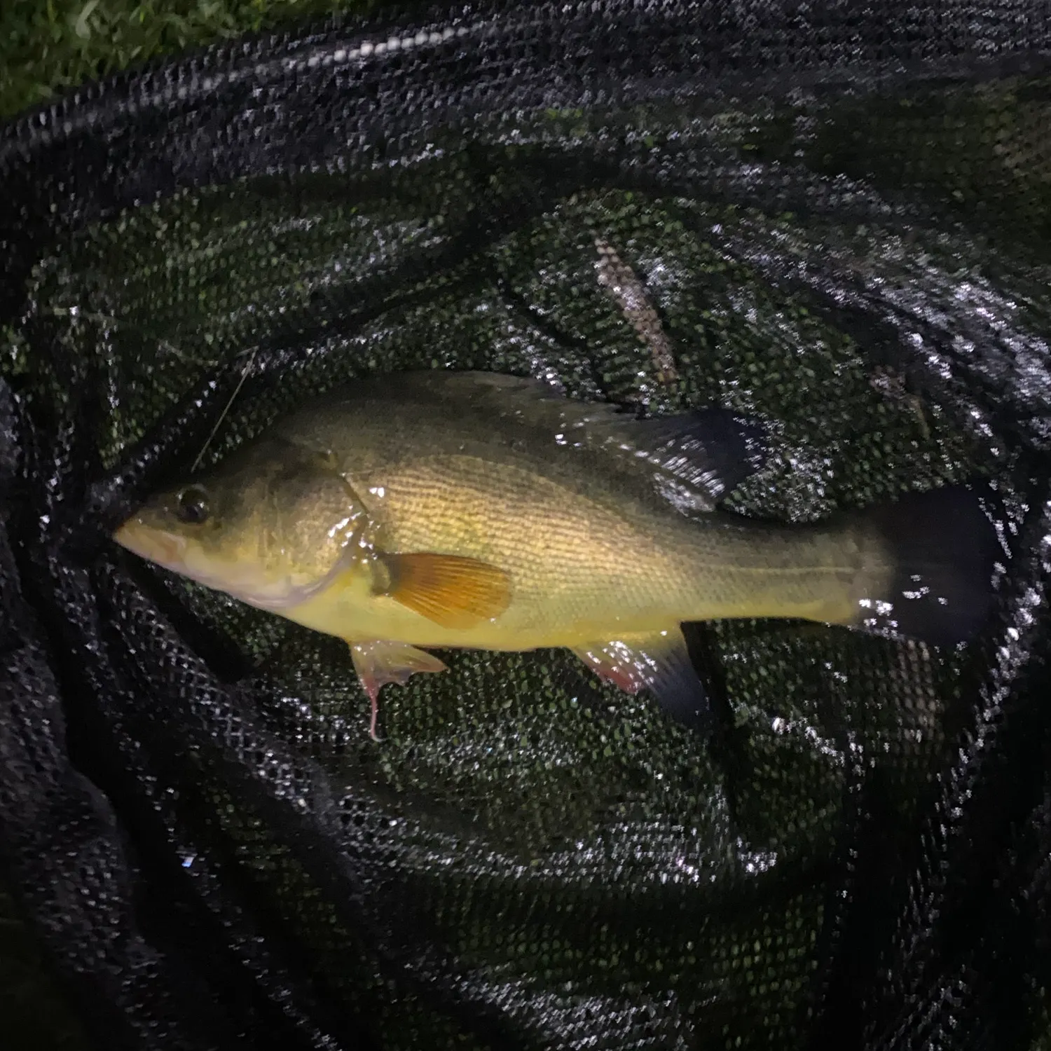 Golden perch caught on Fishbrain