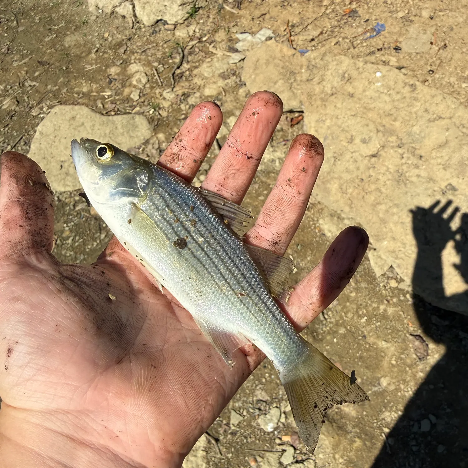 White bass caught on Fishbrain