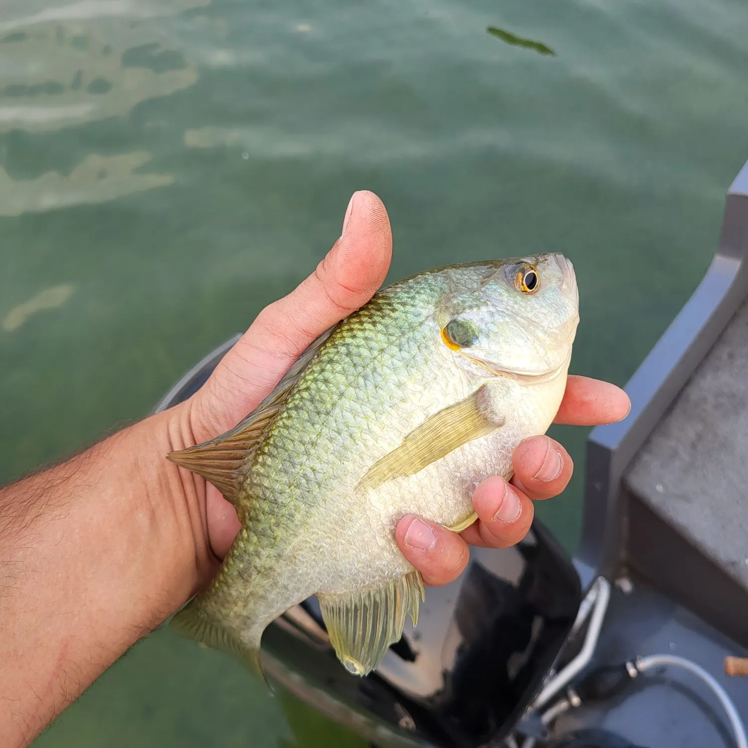 Redear sunfish caught on Fishbrain