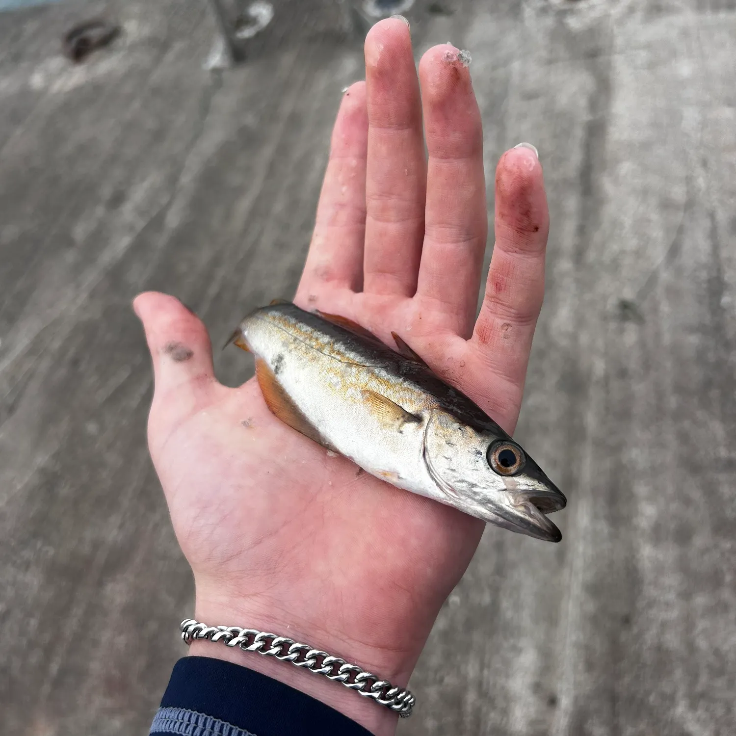 Atlantic pollock caught on Fishbrain