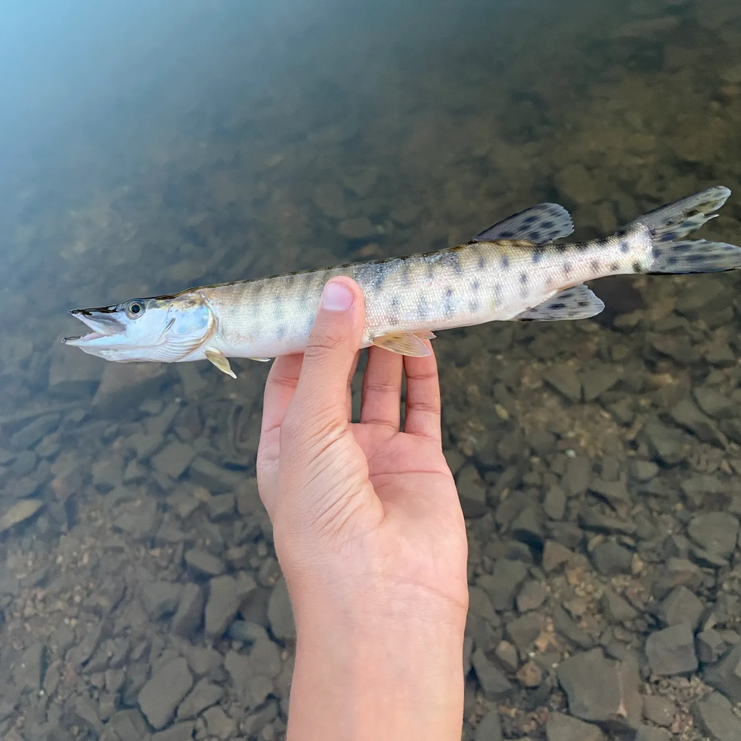 Muskie caught on Fishbrain
