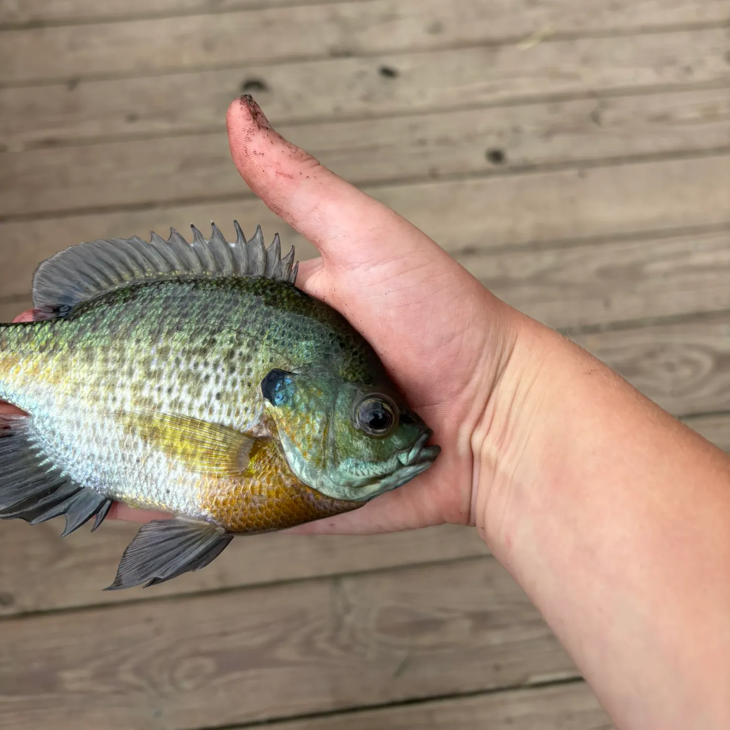 Bluegill caught on Fishbrain