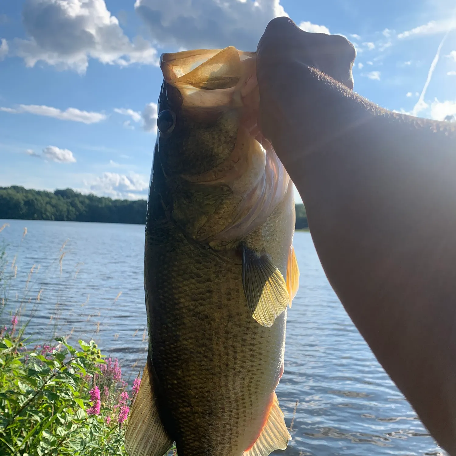 Largemouth bass caught on Fishbrain