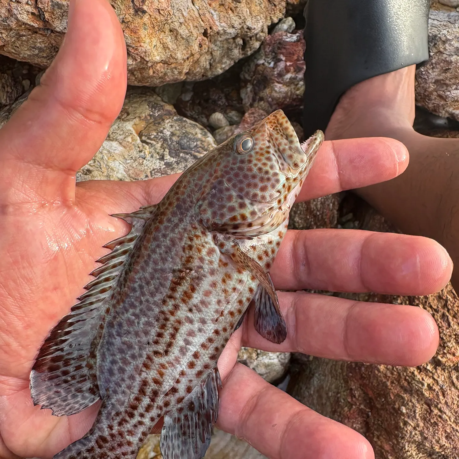 The most recent Rock hind catches on Fishbrain