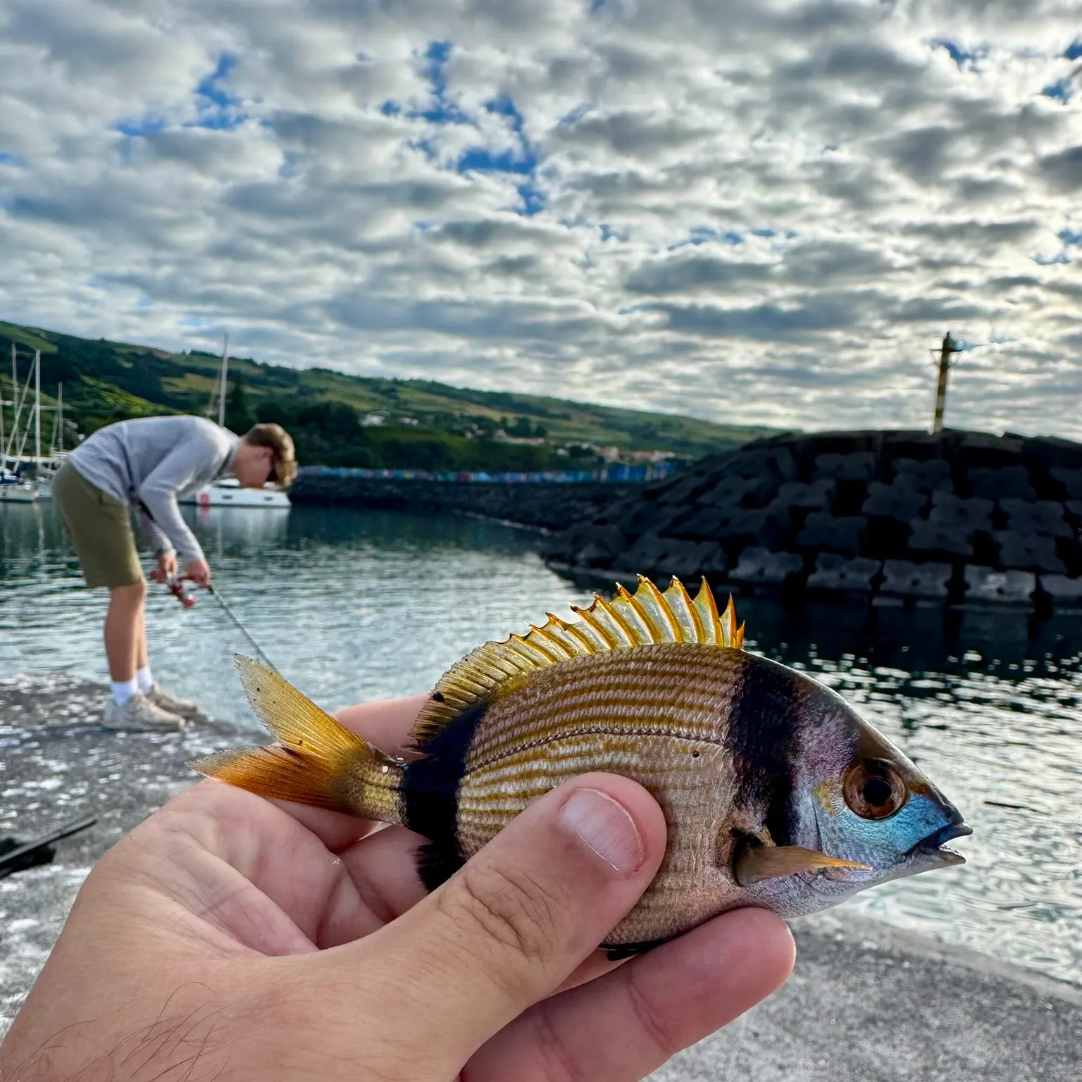 The most recent Common two-banded seabream catches on Fishbrain