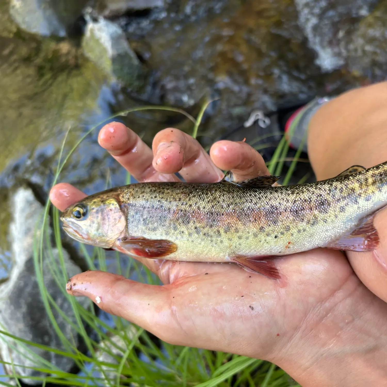 The most recent McCloud river redband trout catches on Fishbrain
