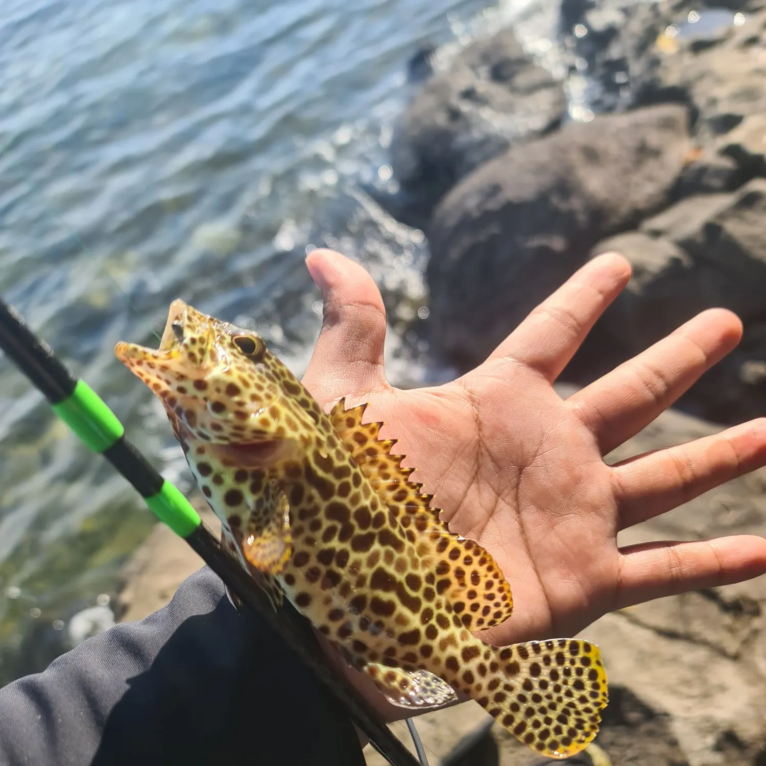The most recent Starspotted grouper catches on Fishbrain