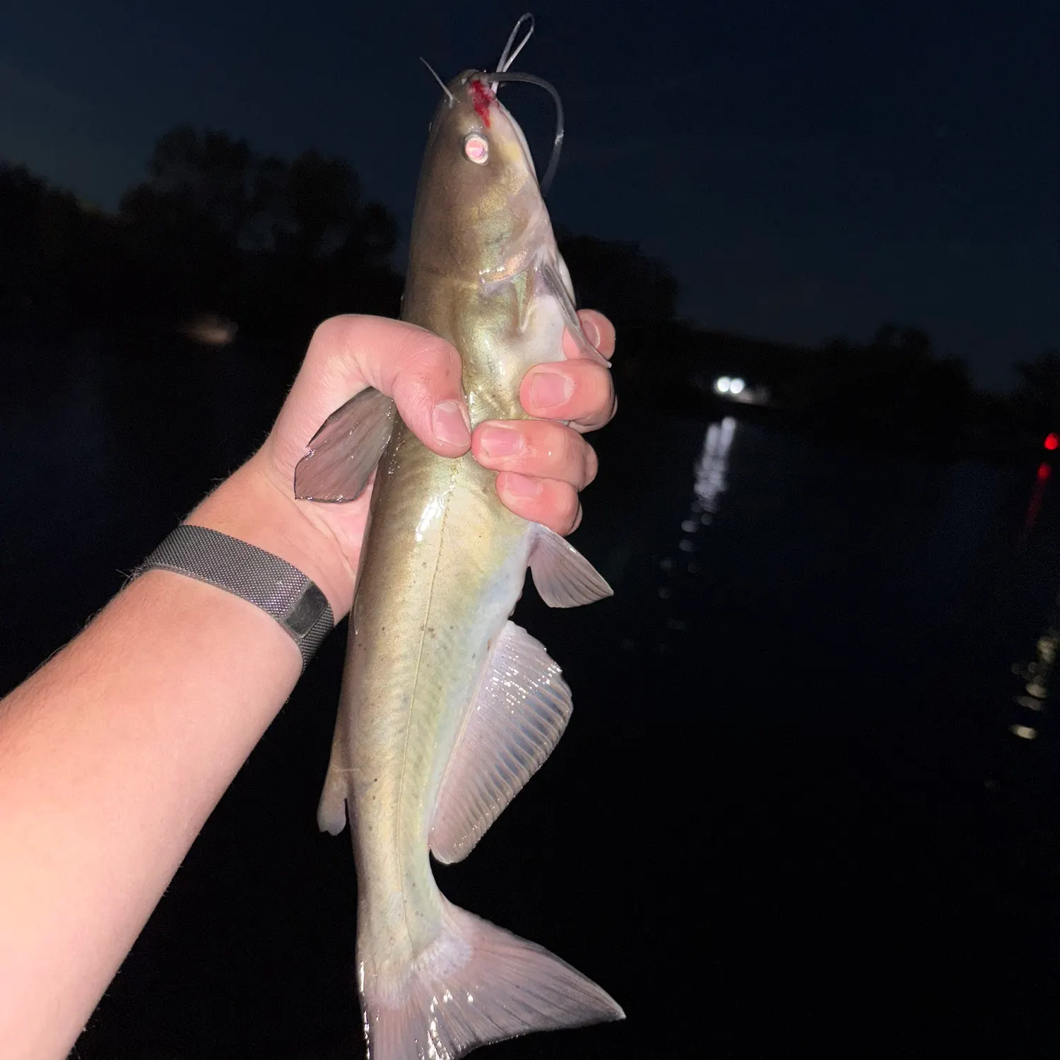 Channel catfish caught on Fishbrain