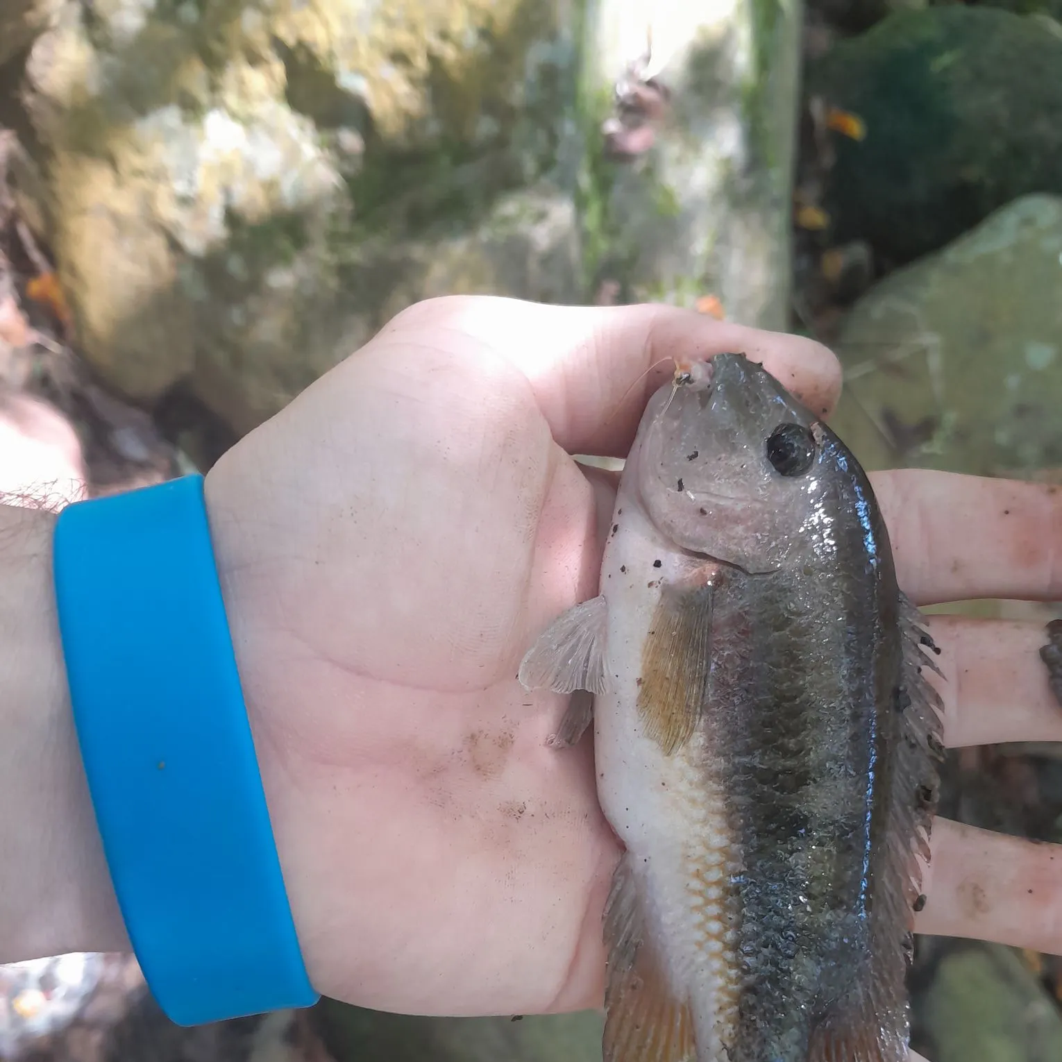 Crevalle jack caught on Fishbrain
