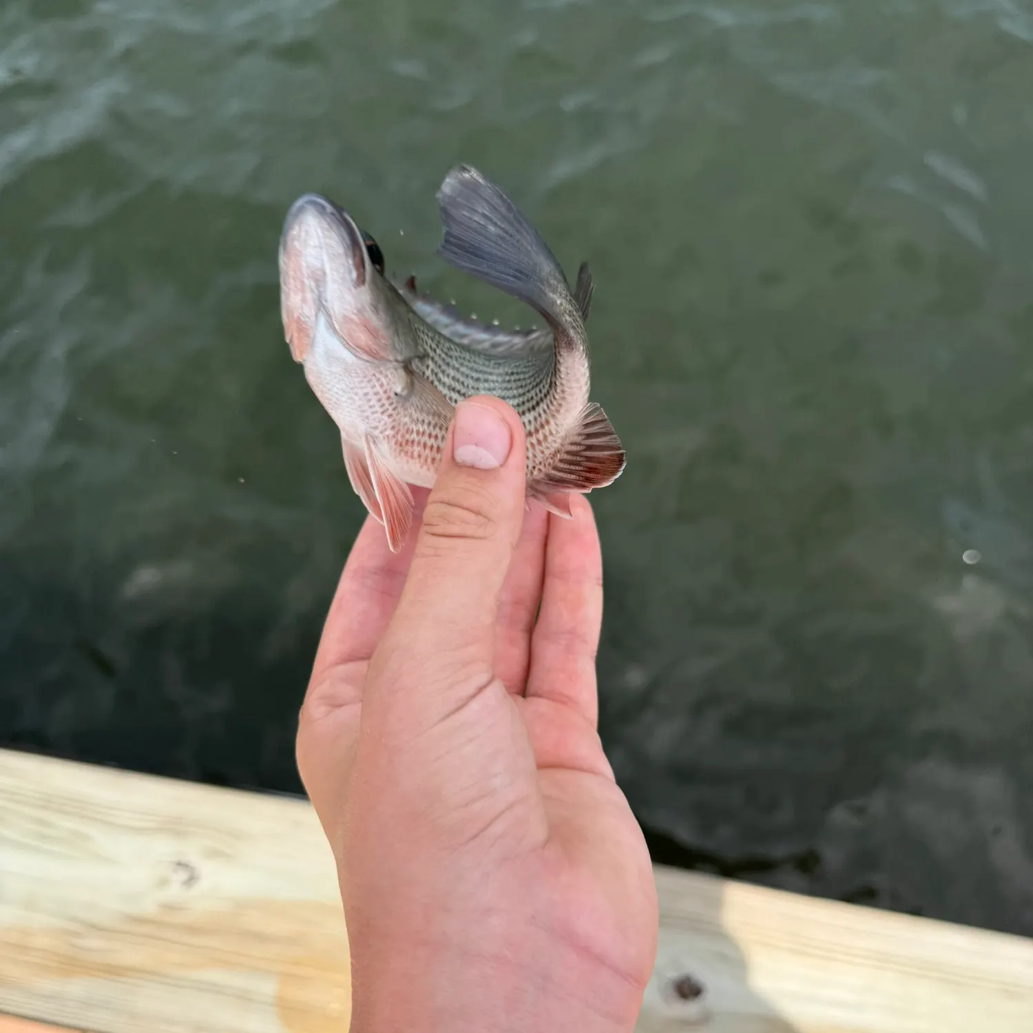 Mangrove snapper caught on Fishbrain