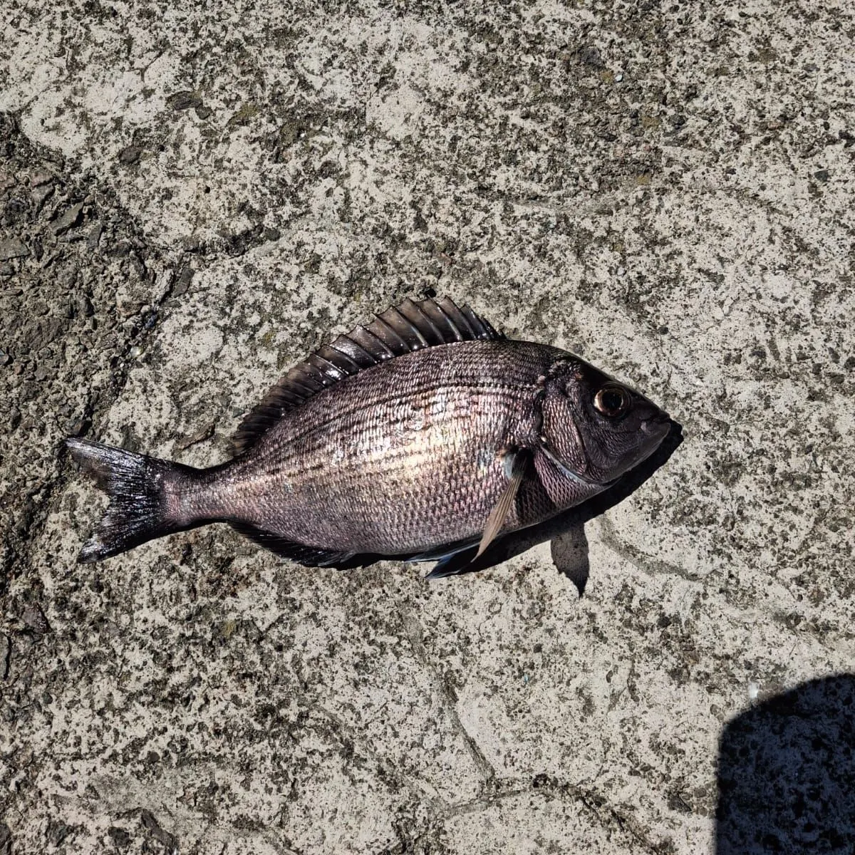 The most recent White seabream catches on Fishbrain