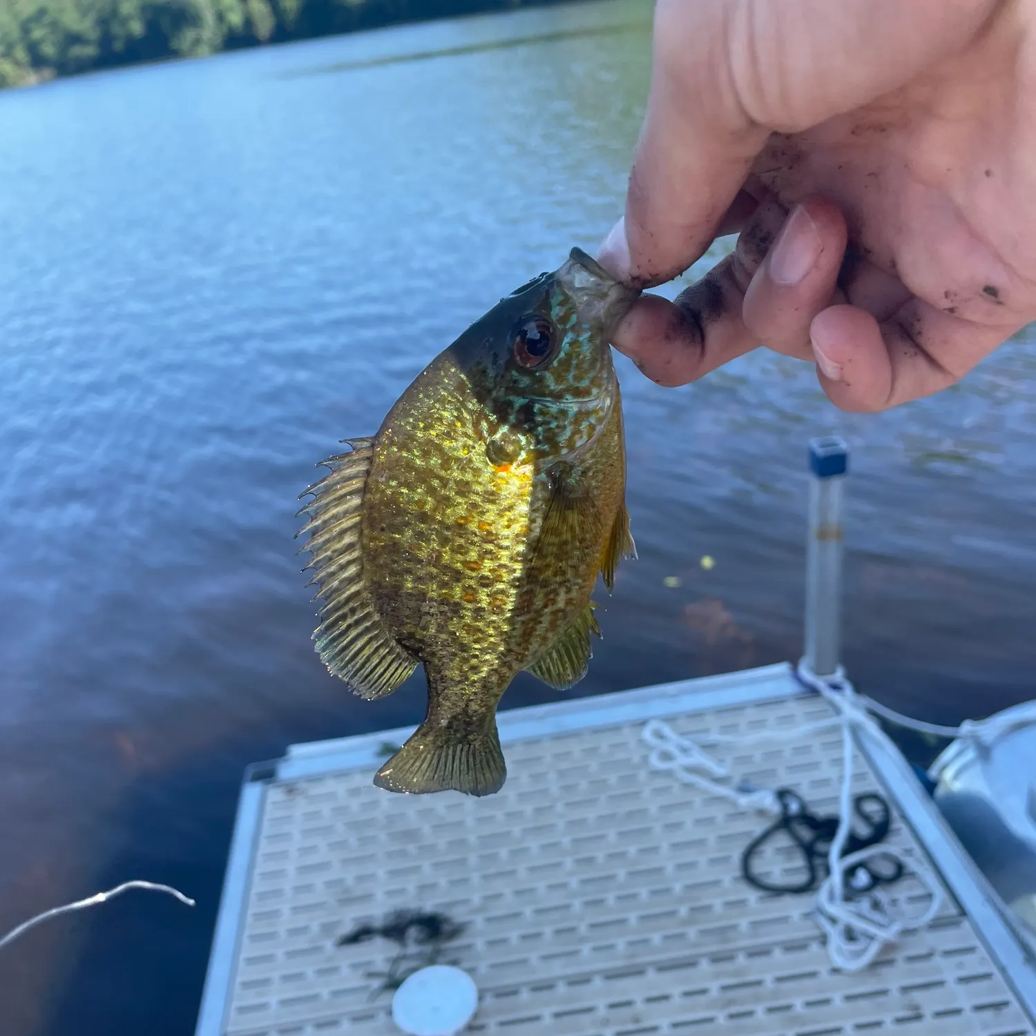 The most recent Pumpkinseed catches on Fishbrain
