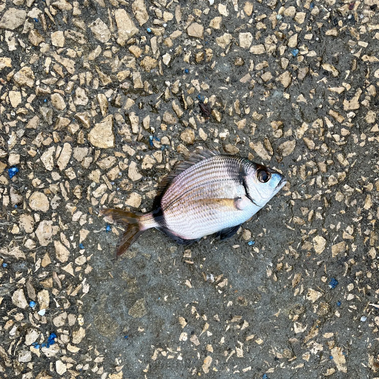 The most recent Common two-banded seabream catches on Fishbrain