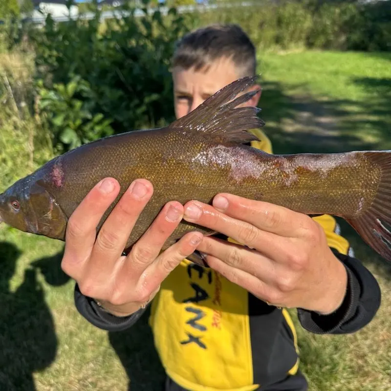 The most recent Tench catches on Fishbrain
