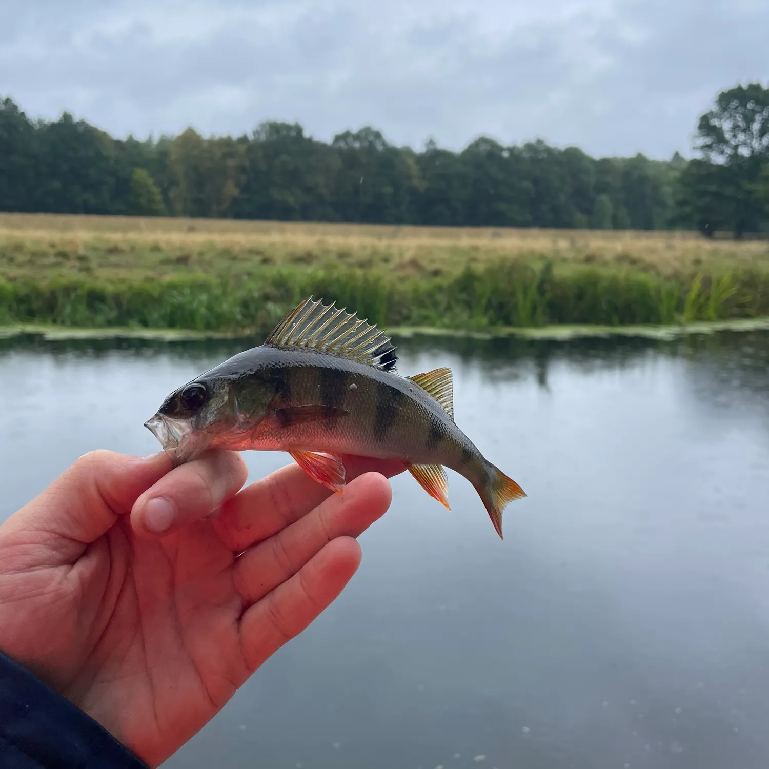 European perch caught on Fishbrain