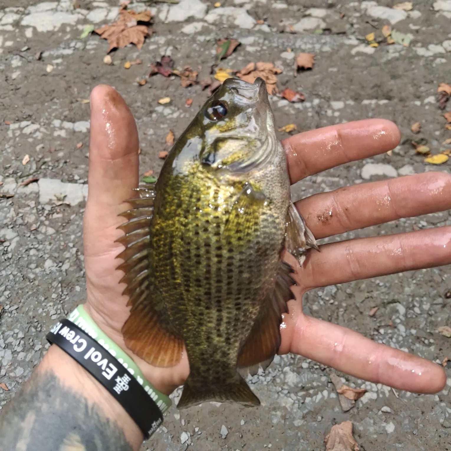 Rock bass caught on Fishbrain