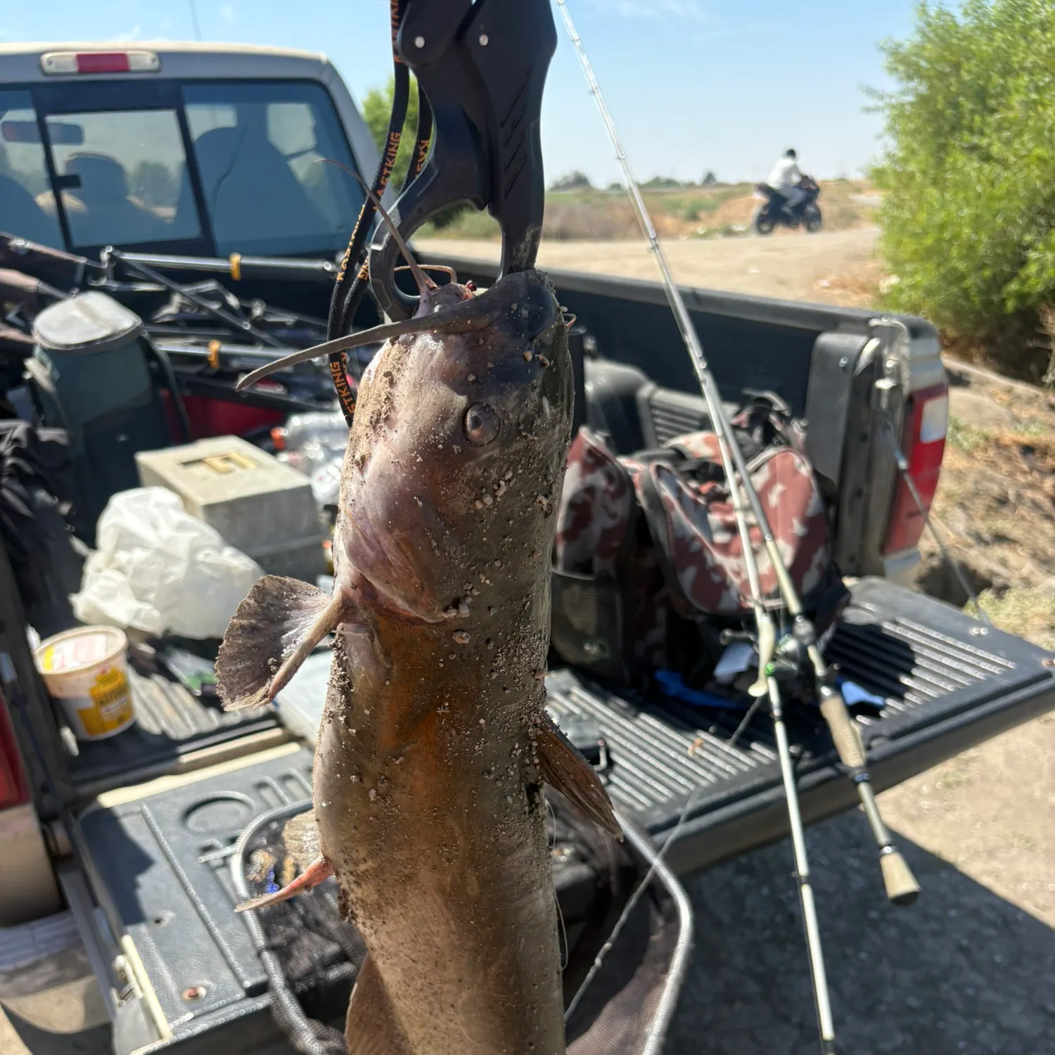 Channel catfish caught on Fishbrain