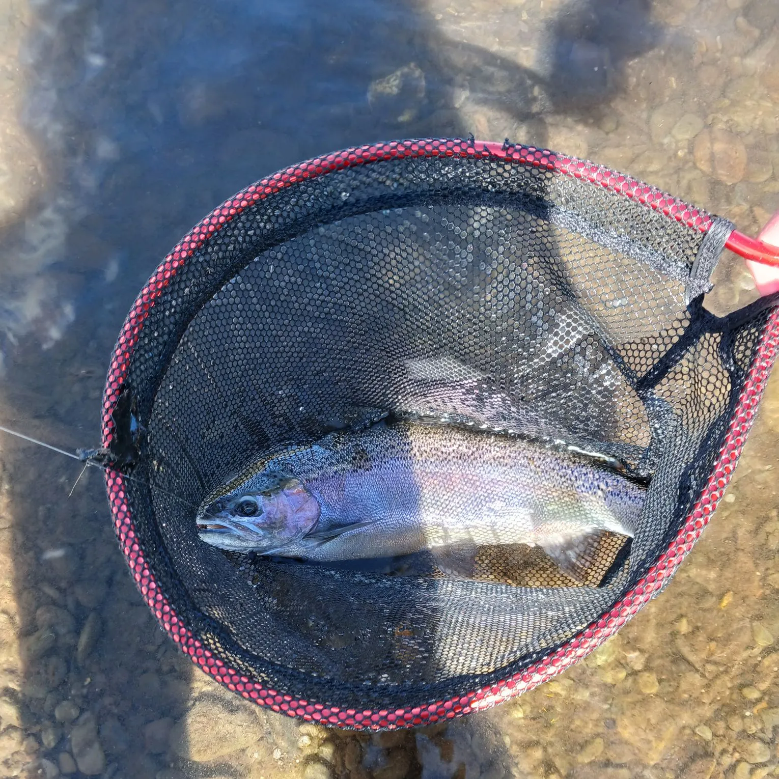 Rainbow trout caught on Fishbrain