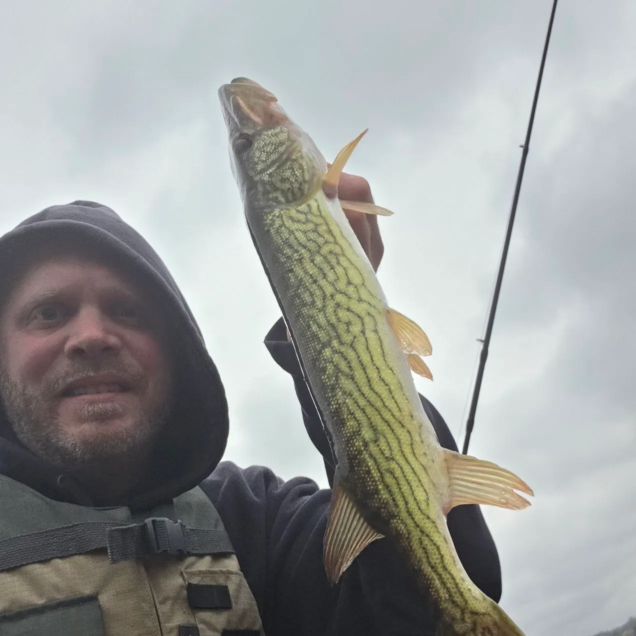 Chain pickerel caught on Fishbrain