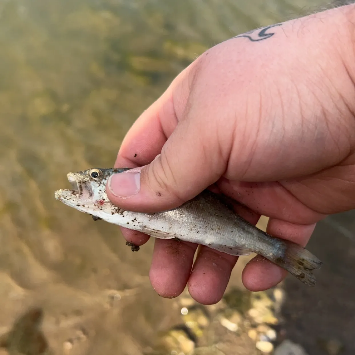 Smallmouth bass caught on Fishbrain