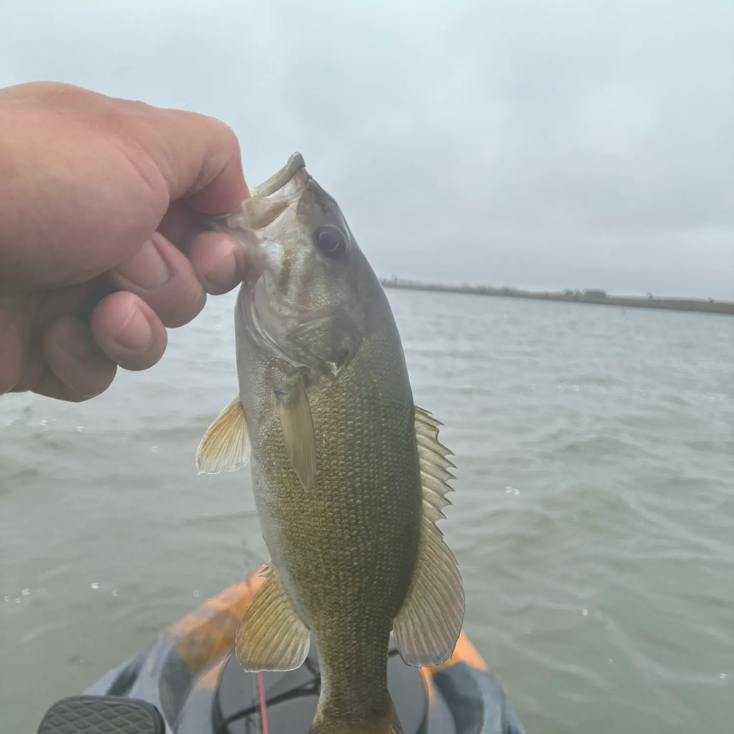 Smallmouth bass caught on Fishbrain
