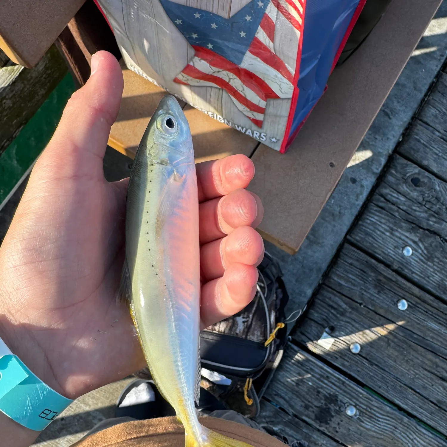 The most recent Yellowtail scad catches on Fishbrain