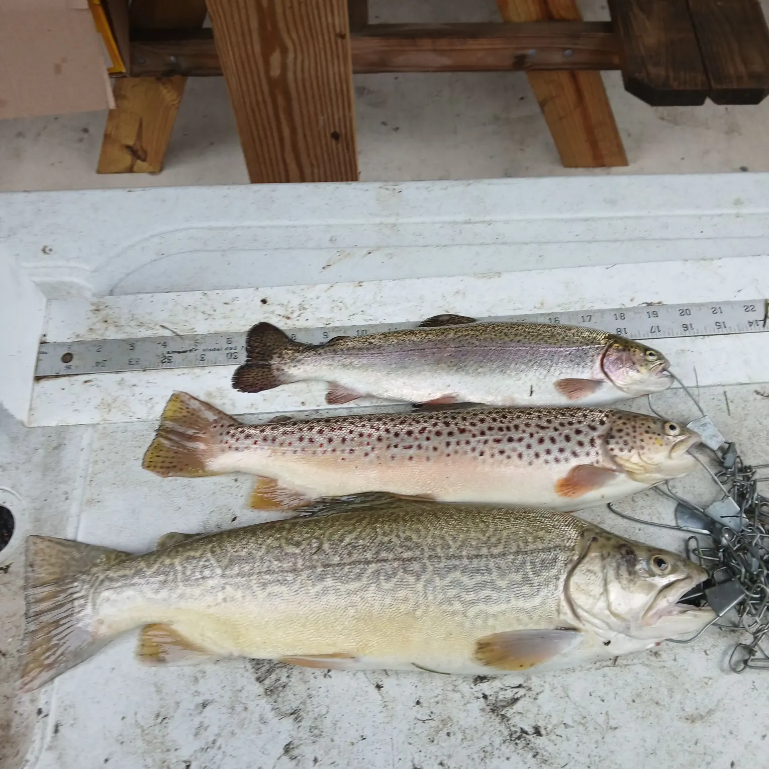 recently logged catches