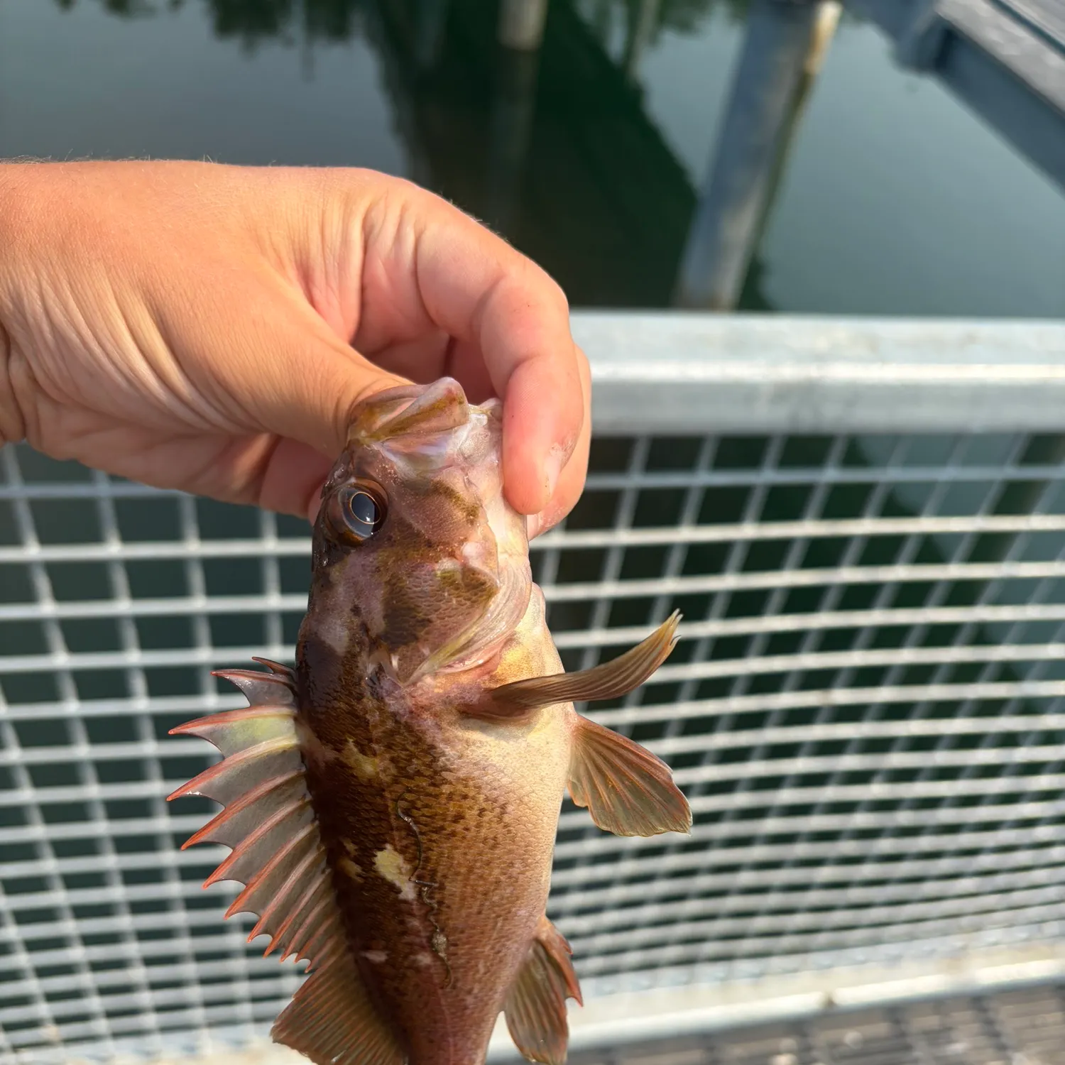 The most recent Quillback rockfish catches on Fishbrain