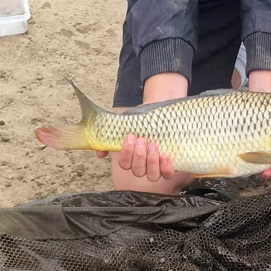 Common carp caught on Fishbrain